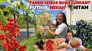 PANEN BUAH WHITE CURRANT RED CURRANT amp BLACK CURRANT [upl. by Binny]