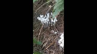 Monotropa Uniflora quotGhost Pipequot Plant growth and tincture summary [upl. by Halvaard140]