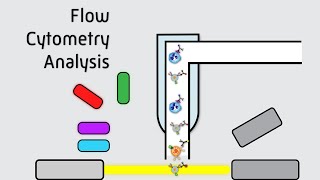 Flow Cytometry Analysis [upl. by Barbara]