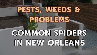 Common Spiders in New Orleans [upl. by Anayi615]