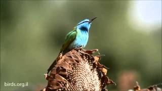 Little Green Bee eater  Merops orientalis  שרקרק גמדי [upl. by Sialac]