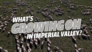 Whats Growing on in Imperial Valley Sheep [upl. by Fisken]