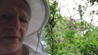 Bee Keepers Diary  Swarm part 7 [upl. by Airdnas654]