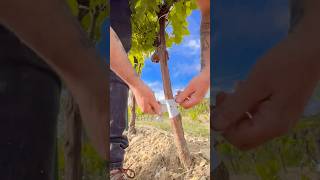 Grafting vines🛡🍇vitigreffe grafting vines vineyard [upl. by Ulda]