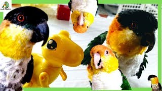 Caique Parrots Playing Hopping Attacking  Crazy Parrot Compilation [upl. by Ennovad915]