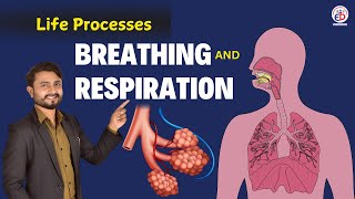 Breathing and respiration Life processes class 10th cbse  NCERT class 10  CBSE syllabus [upl. by Hcelemile]