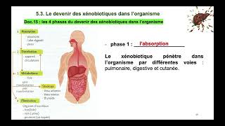 vidéo 5 sur le chapitre 61 Le Milieu Intérieur et sa régulation partie 5 xénobiotiques [upl. by Lynelle]