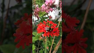 The red Lychnis Chalcedonica Maltesecross chalcedonica malthesecross redflower perennial [upl. by Poland]