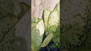 MY GARDEN VARIETY OF FLOWERING PLANTS plants video [upl. by Assirim]