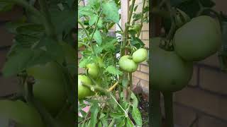 Beefsteak tomatoes garden shorts [upl. by Iinde255]