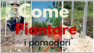 COME PIANTARE I POMODORI 🍅🍅🍅 TUTTI I TRUCCHI  ORTO E GIARDINAGGIO [upl. by Labaw753]