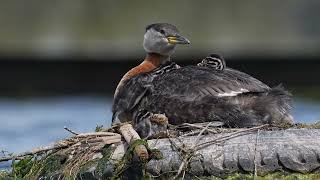 1 Red necked grebes 3 chicks climb in amp feed [upl. by Gavette]