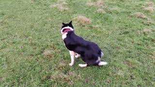 Sheepdog Training  getting Rosy to slow down a bit 18112024 [upl. by Aksehcnarf]