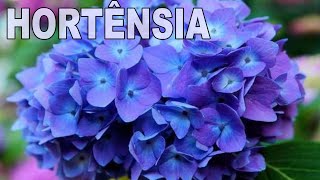 HORTÊNSIA 🌿 Aprenda ENRAIZAR GALHO De MODO SIMPLES Sem Complicação 👍👍 [upl. by Anayia]