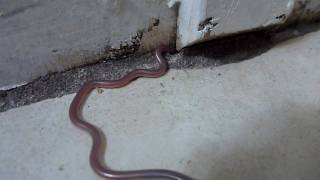 Texas Blind Snake [upl. by Sirroned]