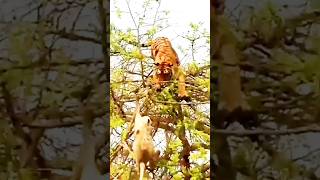 Treetop Showdown Tigers Thrilling Hunt for Monkey Prey [upl. by Oneg]