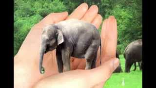 Worlds Smallest Elephant Found in Amazon [upl. by Massiw]