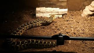 Puff Adder Live feeding 02 [upl. by Dnomder]