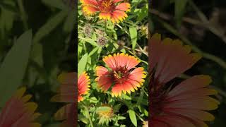 Sweat Bees  Floridas Native Bees bees Florida wildflower wildlife Indianblanket [upl. by Sillihp]