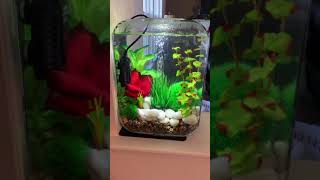 biOrb Life 15L Aquarium with green decoration  by Maitri Chakraborty [upl. by Celin]