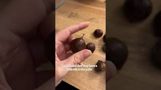 Horse chestnuts vs edible sweet chestnuts witchtok hobbitlife chestnut cottagecore foraging [upl. by Anatnom]