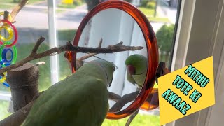 DownloaRingneck Parrot Videos Compilation IndianRingneckParrot [upl. by Ynatterb]