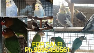 African LovebirdsCocktail Small ConureSpangles For SaleSahid Birds Breeding Farm [upl. by Nillek]