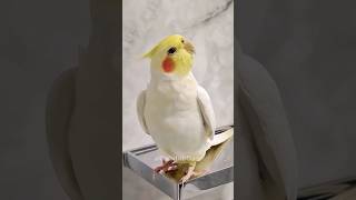 Adorable Cockatiels Cute Whistling 😍 cockatielscraze [upl. by Vitkun]