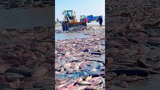 The process of loading fish on the frozen lake ice [upl. by Federica609]