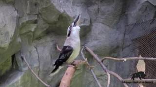 Kookaburra Laughing [upl. by Pharaoh]