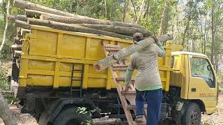 Dengan santainya tebang puluhan pohon Accasia mangium di awal musim hujan [upl. by Aerua]