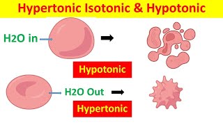 Hypertonic Hypotonic and Isotonic Solutions and Their Effects on Cells [upl. by Brady]