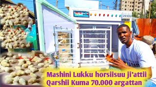 Mashinii Lukku Horsiisuu Jiattii Qarshii Kuma 70000Kani Ittin Argattan enkubeter [upl. by Ainitsirc715]