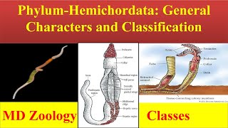 Hemichordata  Phylum hemichordata  Hemichordata General characters and Classification [upl. by Lili]