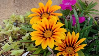 How to take care of GazaniaAfrican Daisy in English [upl. by Rennie]