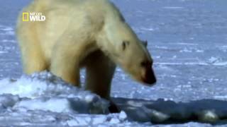 Un ours polaire sattaque à un troupeau de morses [upl. by Nylkoorb33]