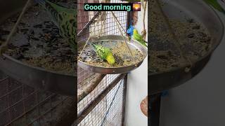 Ik Pyari si good morning by pet house bly birds birdlove birdlife birdslover cutebirds [upl. by Alyat517]