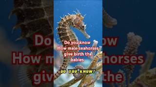 How male seahorses give birth babies seahorses generalknowledge facts shorts [upl. by Lanahtan]