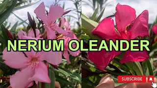 Nerium oleander Pink and Red [upl. by Ahasuerus]