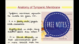 Anatomy Of Tympanic MembraneEar Drum [upl. by Onia]