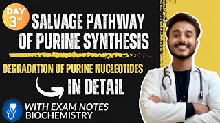 salvage pathway of purine synthesis biochemistry  degradation of purine nucleotides biochemistry [upl. by Akkina]