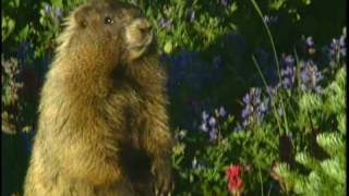 Hoary Marmot eating plants in Mount Rainier National Park [upl. by Werby]