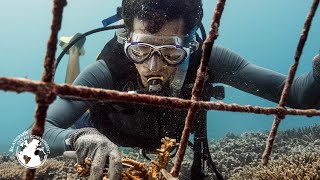 Conservation around Fregate Island [upl. by Noxin733]