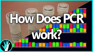 Everything You Could Want To Know About PCR [upl. by Assilav88]