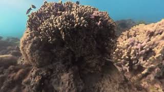 Malolo Island Fiji reef snorkelling July 2024 [upl. by Wilber691]