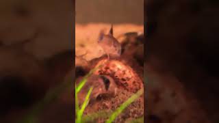 New Panda Corydoras [upl. by Desiri892]