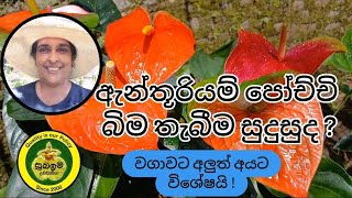 Anthurium care tips for beginners 🌿🌸ඇන්තූරියම් පෝච්චි බිම තැබීම සුදුසුද anthuriumplantsflowers [upl. by Aicirtap]