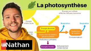 exercice La photosynthèse  étude de document  Enseignement Scientifique  Première [upl. by Nospmoht]