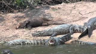 Giant otter and Yacare caiman [upl. by Nuarb963]