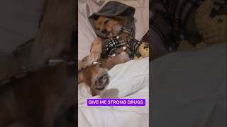 When the strong meds arent working DRUGS No we okay this is awarkward nodrugs cutepets meds [upl. by Trace]